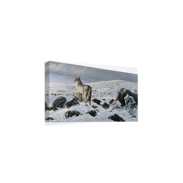 Wilhelm Goebel 'Open Country Coyote' Canvas Art,16x32